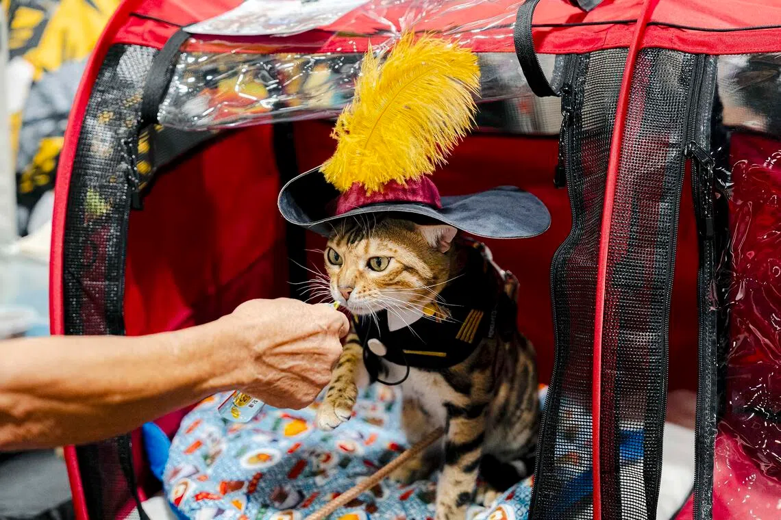 Asia Cat Expo 2026