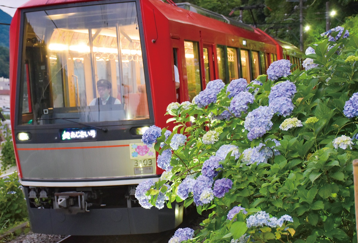 箱根登山電車 アジサイ ライトアップ