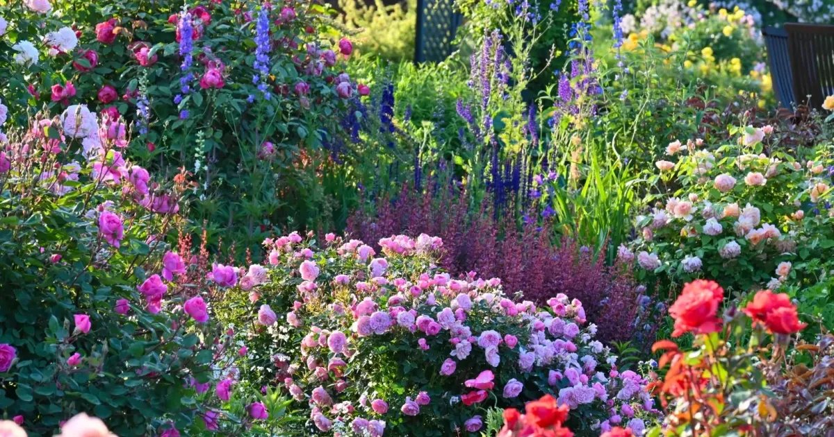 Fragrant Rose Festival