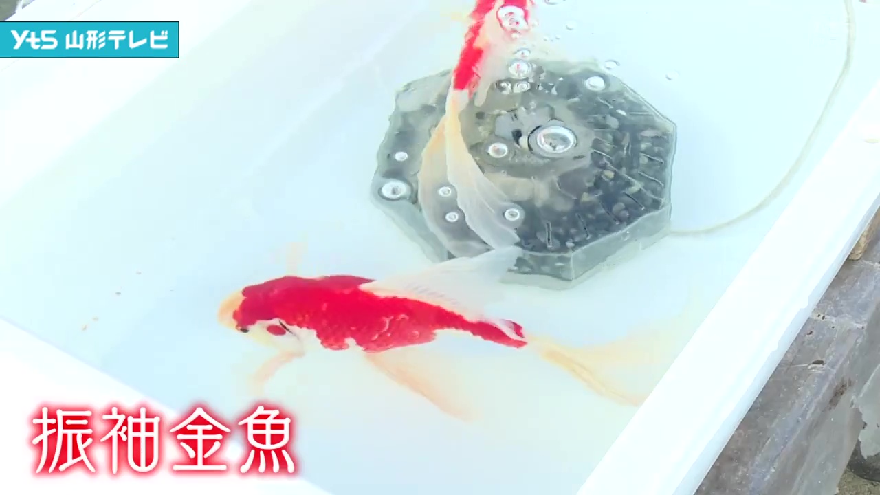 しょうない金魚まつり
