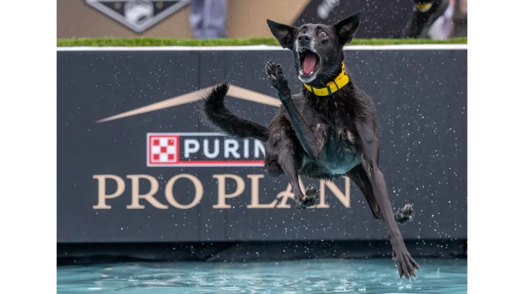 Purina Pro Plan Incredible Dog Challenge