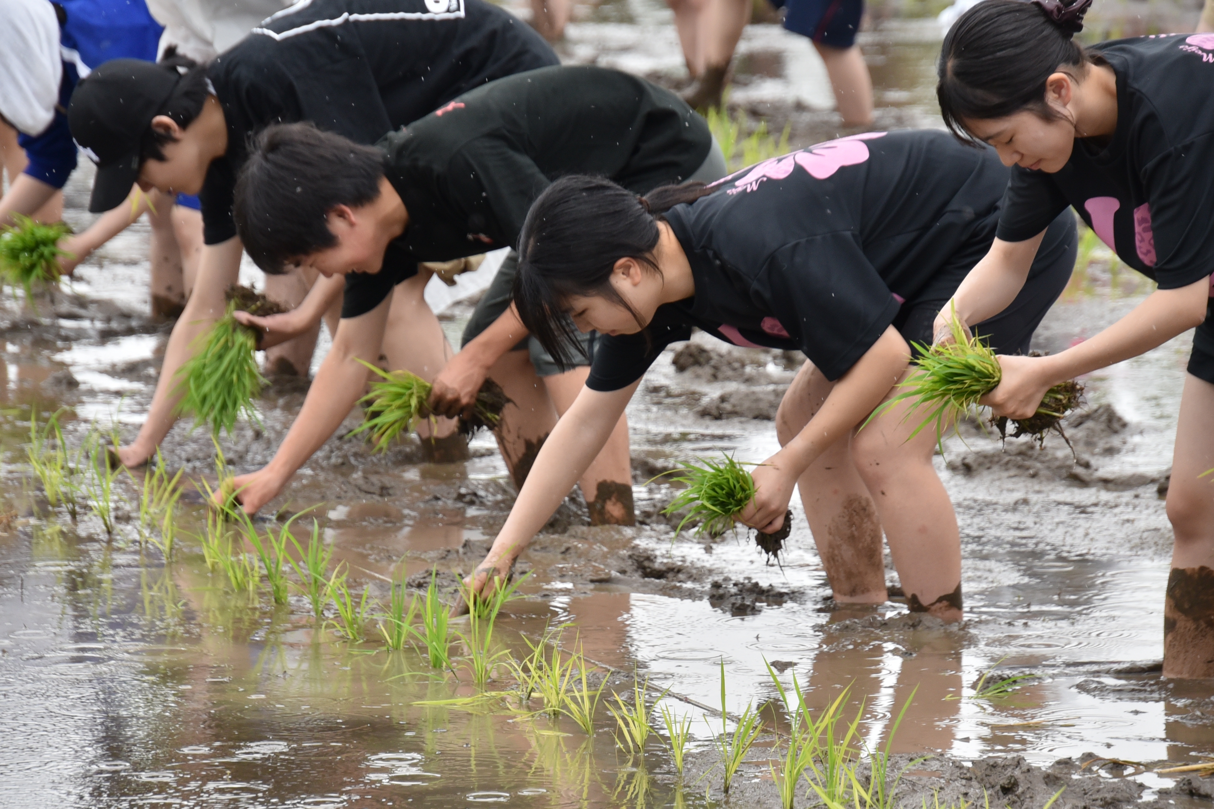 田植祭