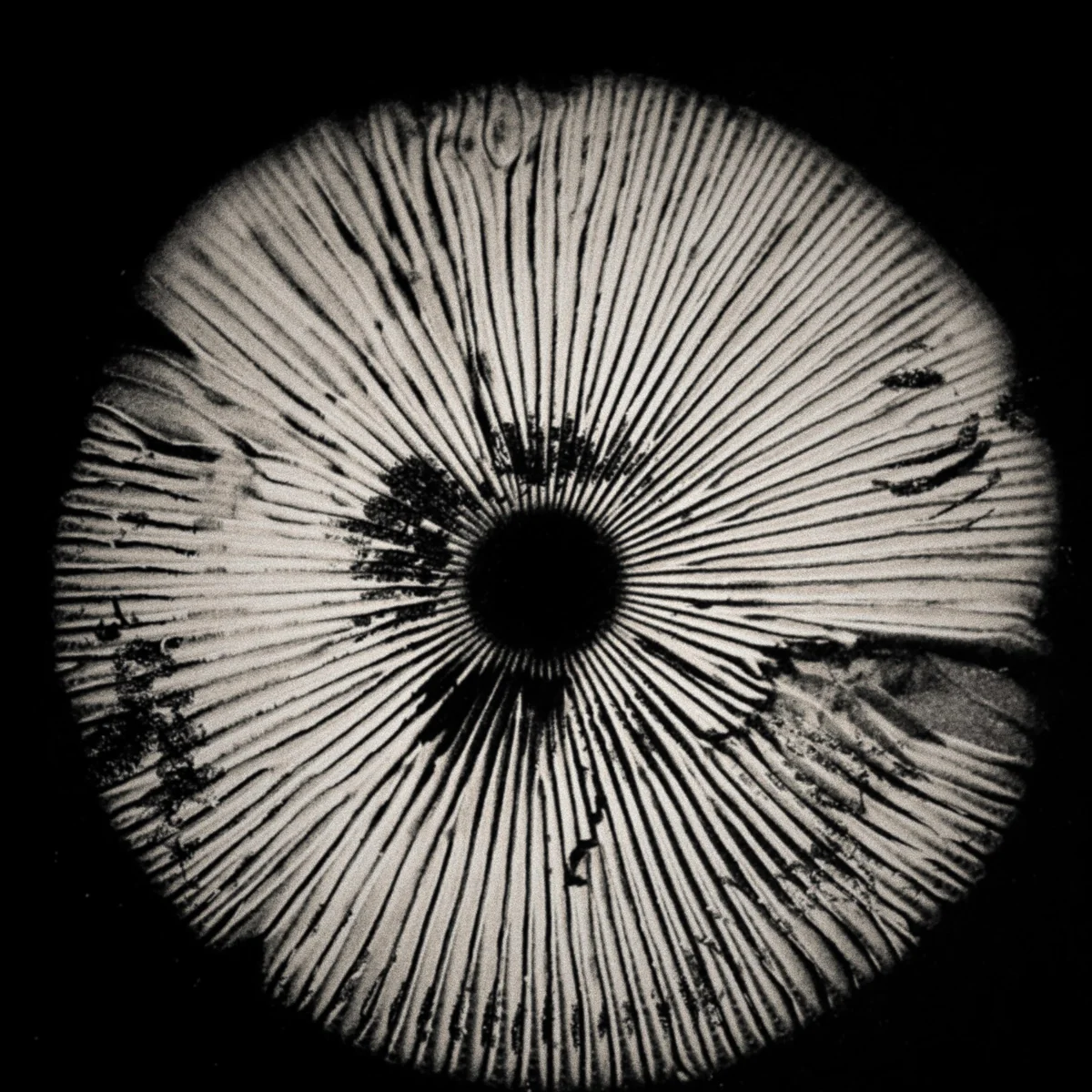 Auckland Mushroom Festival