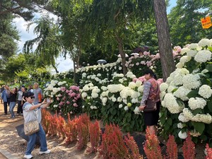 제5회 유구색동수국정원 꽃 축제