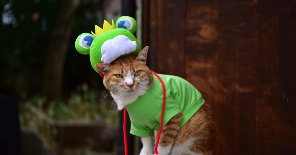 Matsumoto Frog Festival
