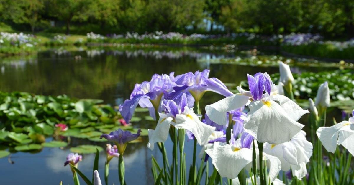 Iris and Water Lily Festival