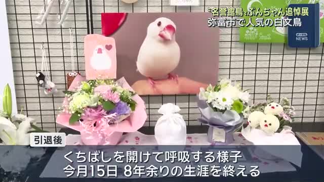 「名誉館鳥」ぶんちゃん追悼写真展