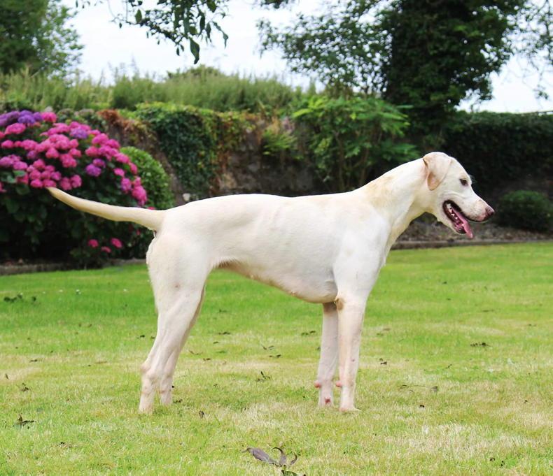 National Hound Show