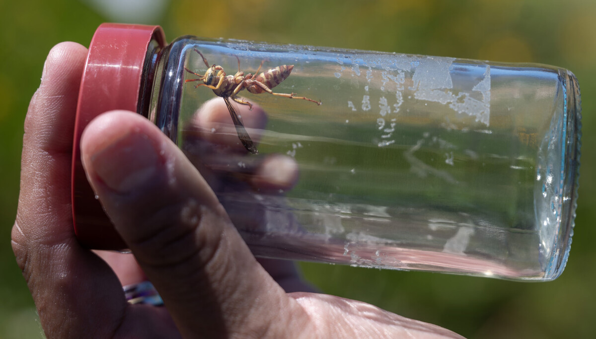 Pollinator day celebration