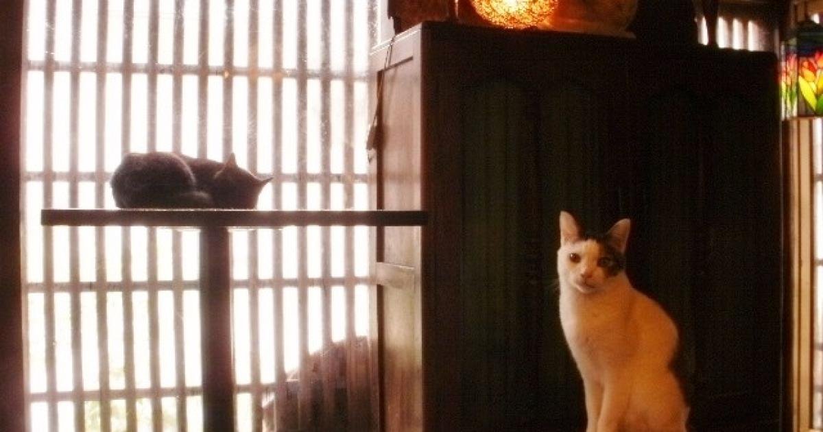 Nyaramachi Neko Art Festival