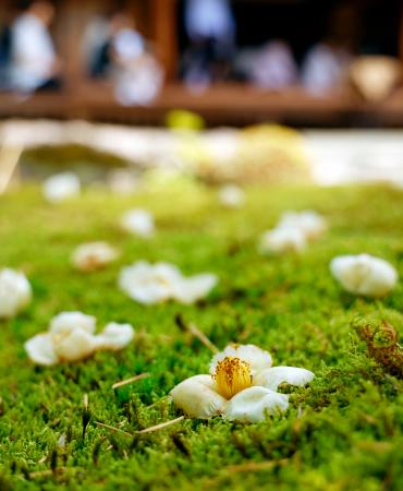 「沙羅双樹の花」の特別公開