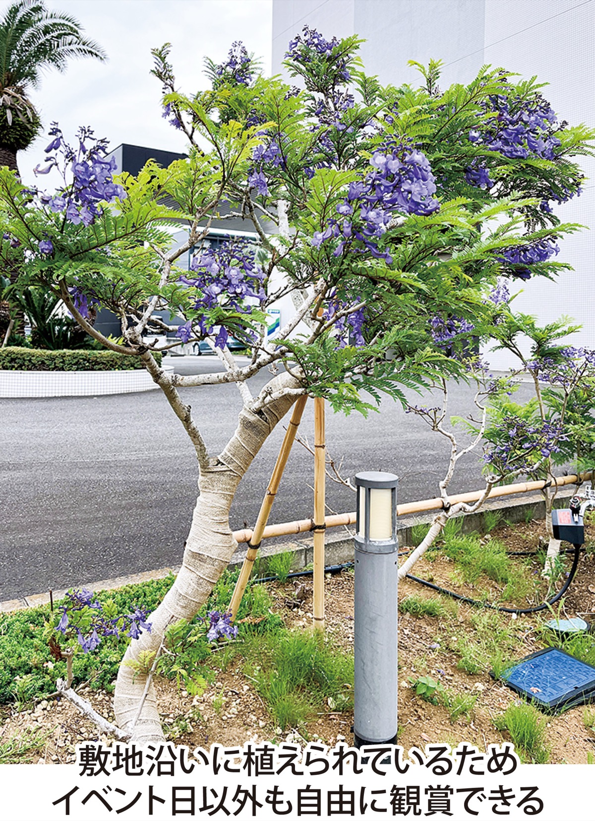 横浜ジャカランダまつり