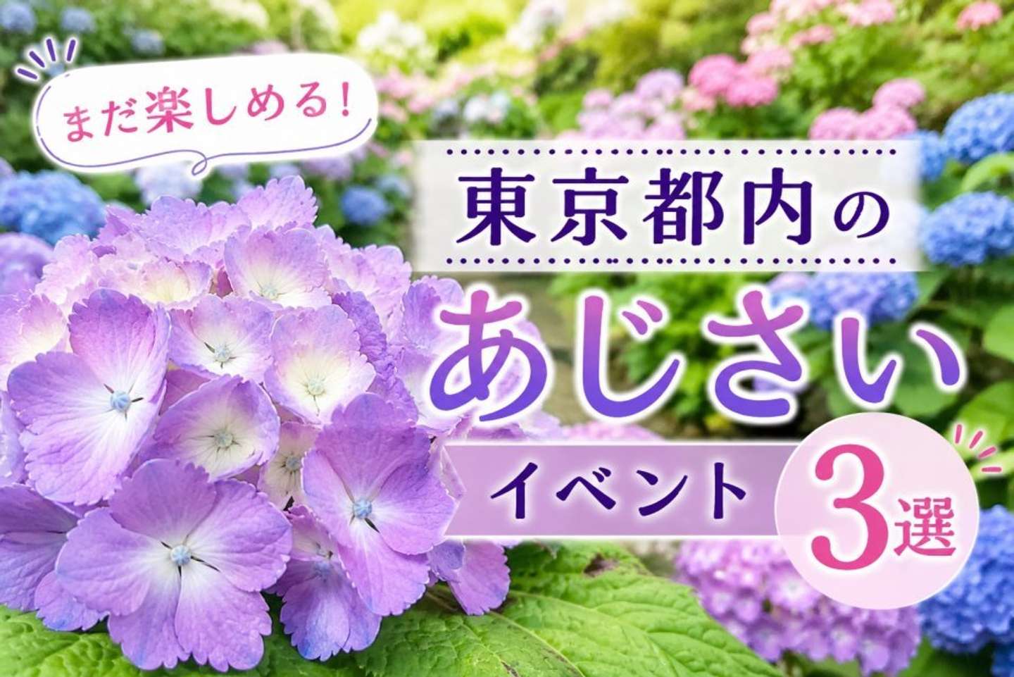 高幡不動尊あじさいまつり