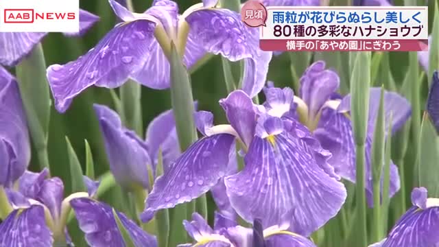 あやめまつり