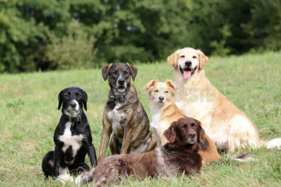 1º FotoDog