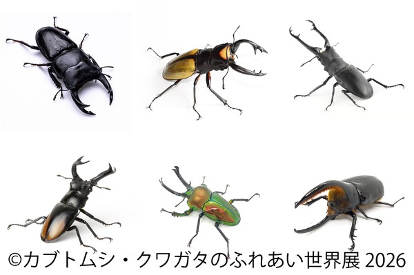 カブトムシ・クワガタのふれあい世界展 2026