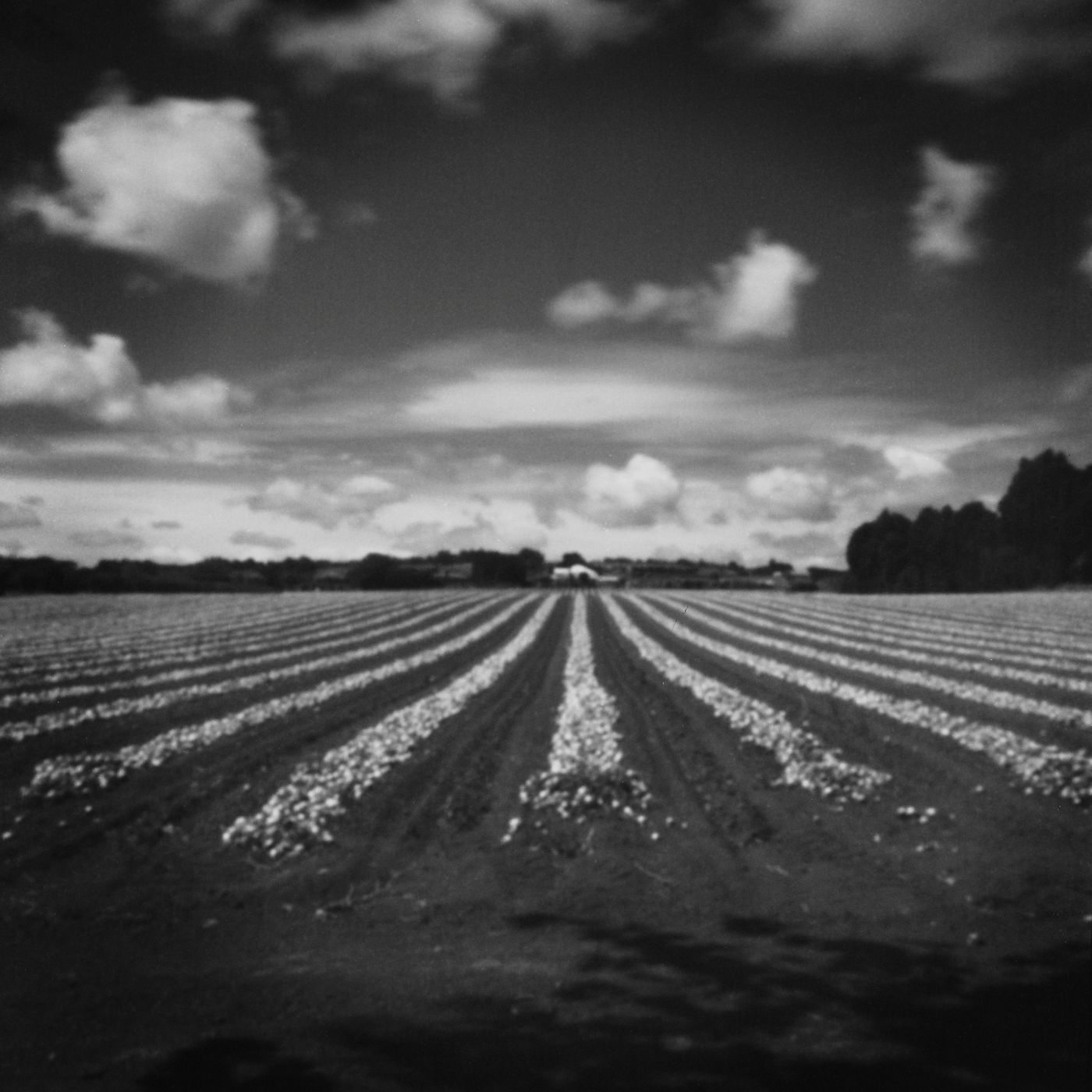 The Onion Field: Pinhole Photography Exhibition