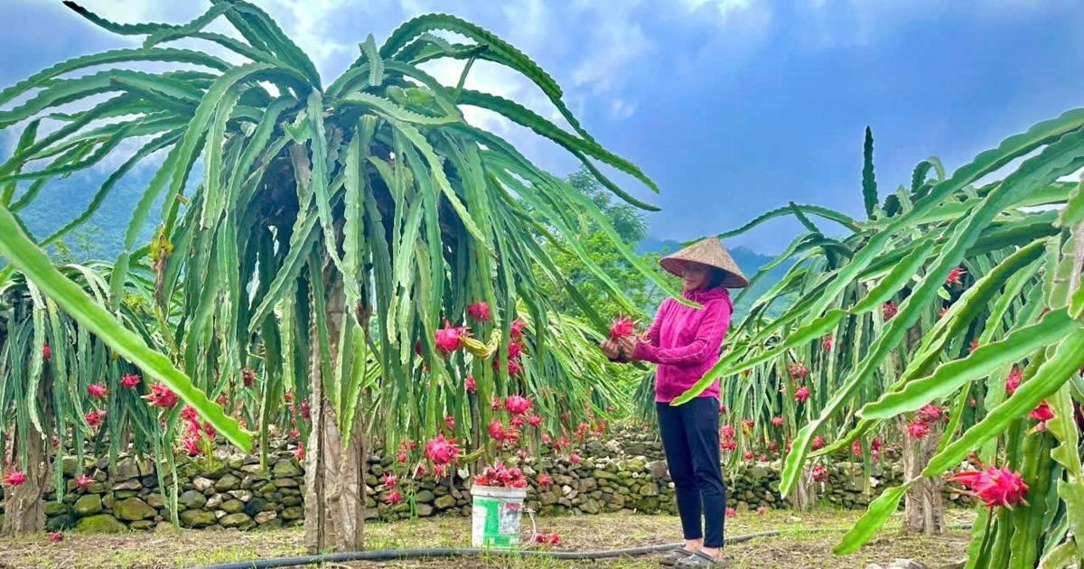 Lễ hội Hoa trái bốn mùa - Trải nghiệm và kết nối