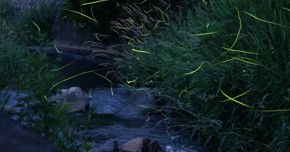 Manyo Poetry Festival and Firefly Viewing