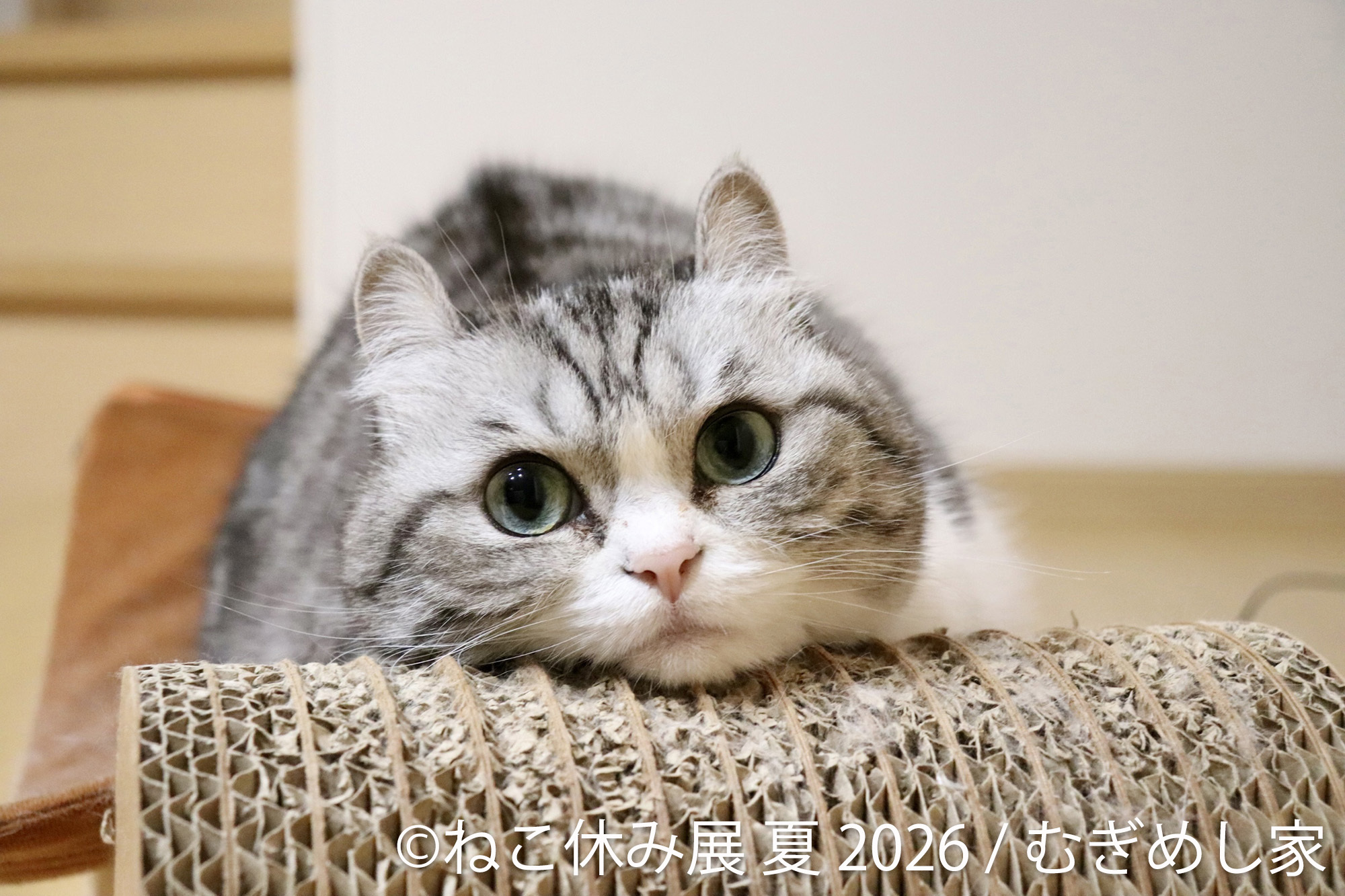 「ねこ休み展」夏の本祭 2026