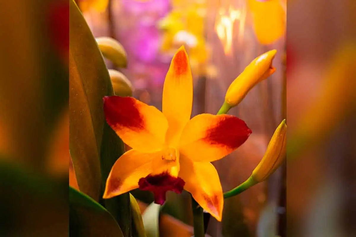 22ª Feira de Flores de Holambra