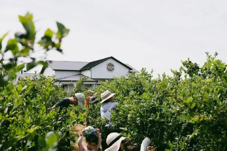 Blueberry Festival