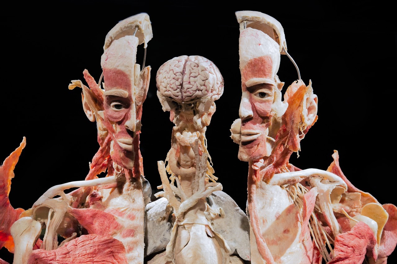 Body worlds - Vital