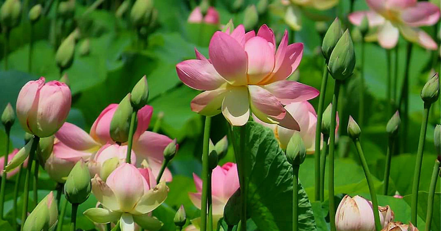 Lotus Festival (Jerusalem Botanical Gardens)