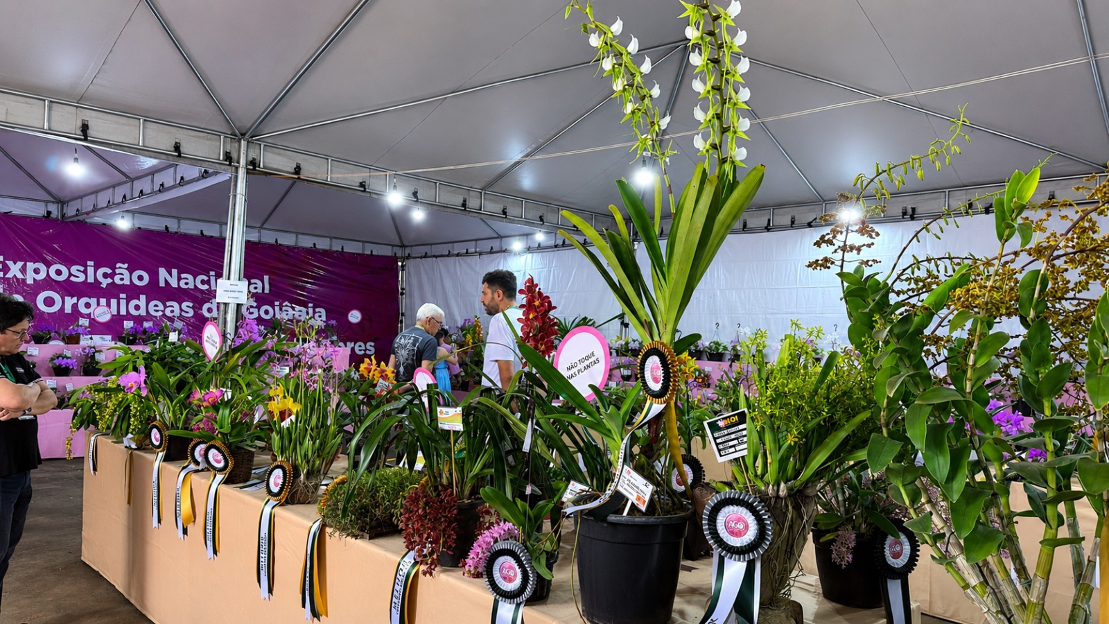 31ª Exposição Nacional de Orquídeas