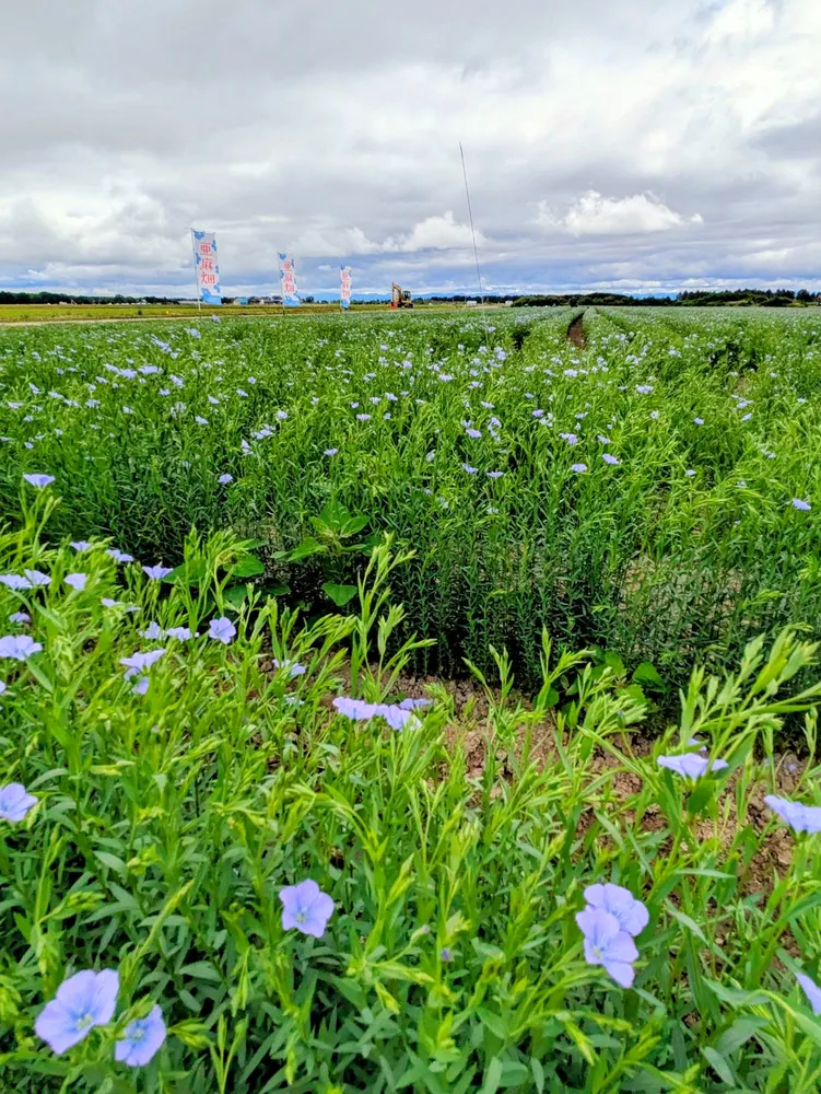 第19回北海道亜麻まつりin当別