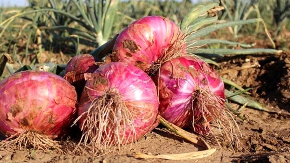 Festa della Cipolla Rossa di Acquaviva delle Fonti
