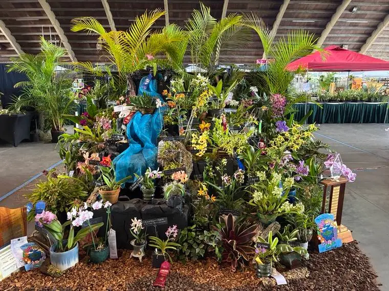 Hilo Orchid Show