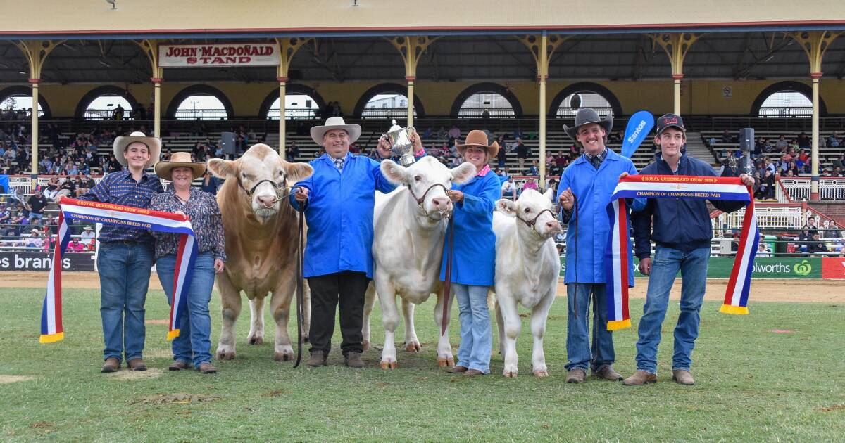 Ekka Charolais Feature Breed Showcase