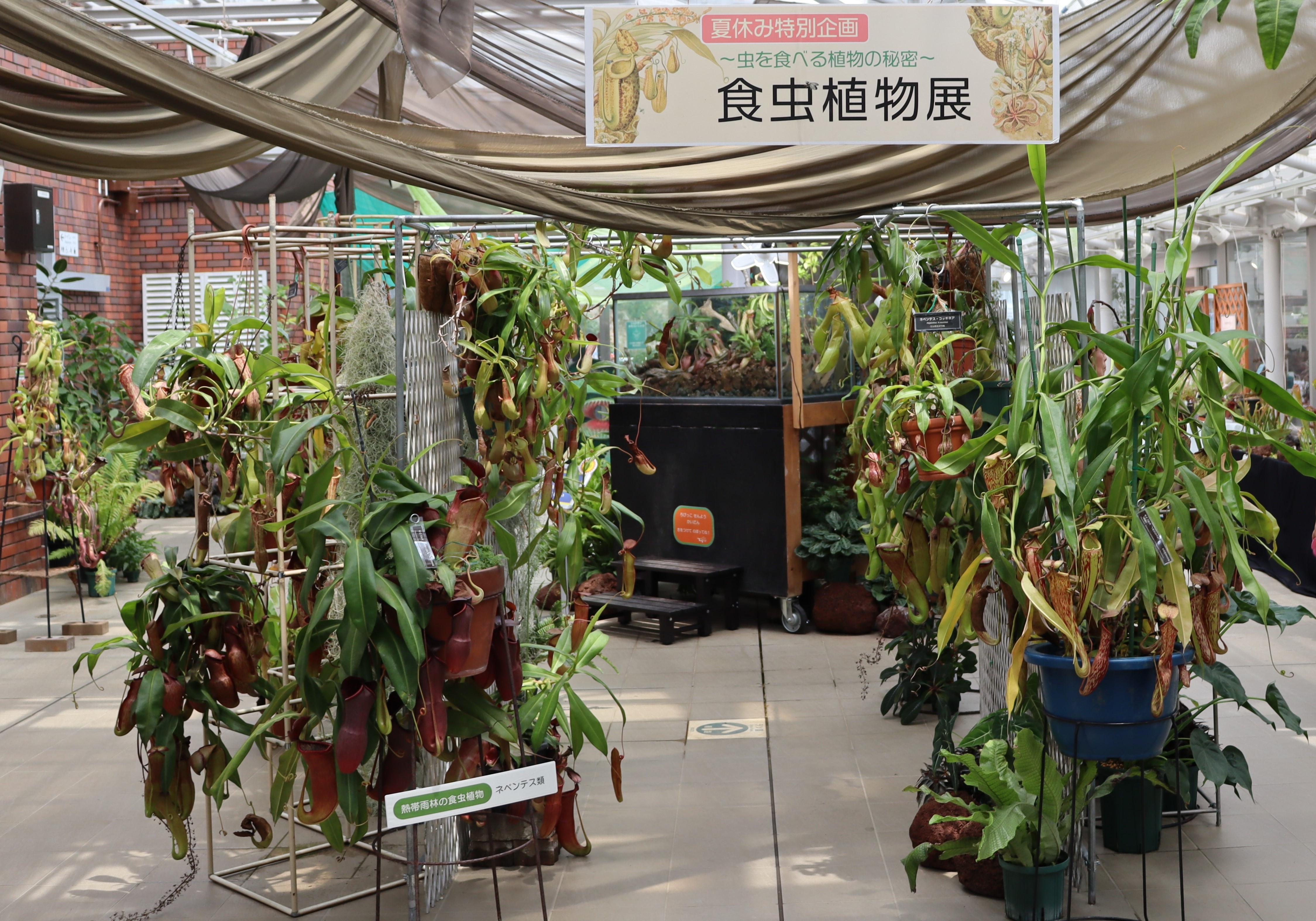 食虫植物展