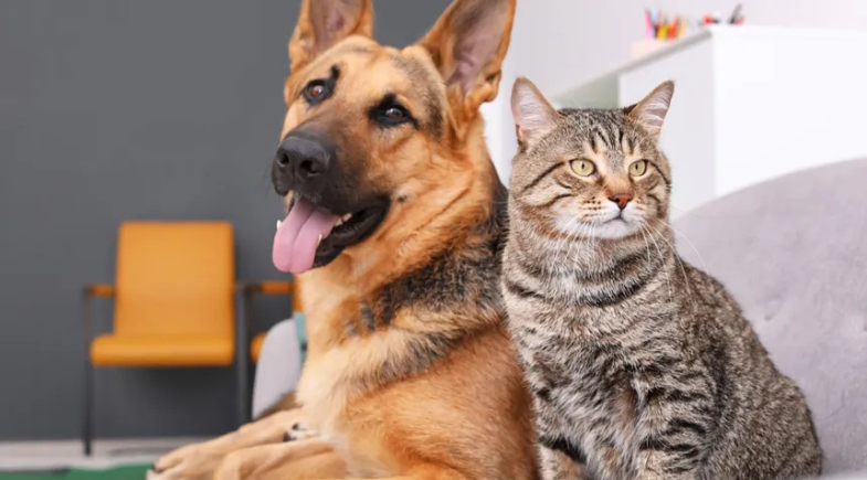 V Feira de Adoção de Cães e Gatos