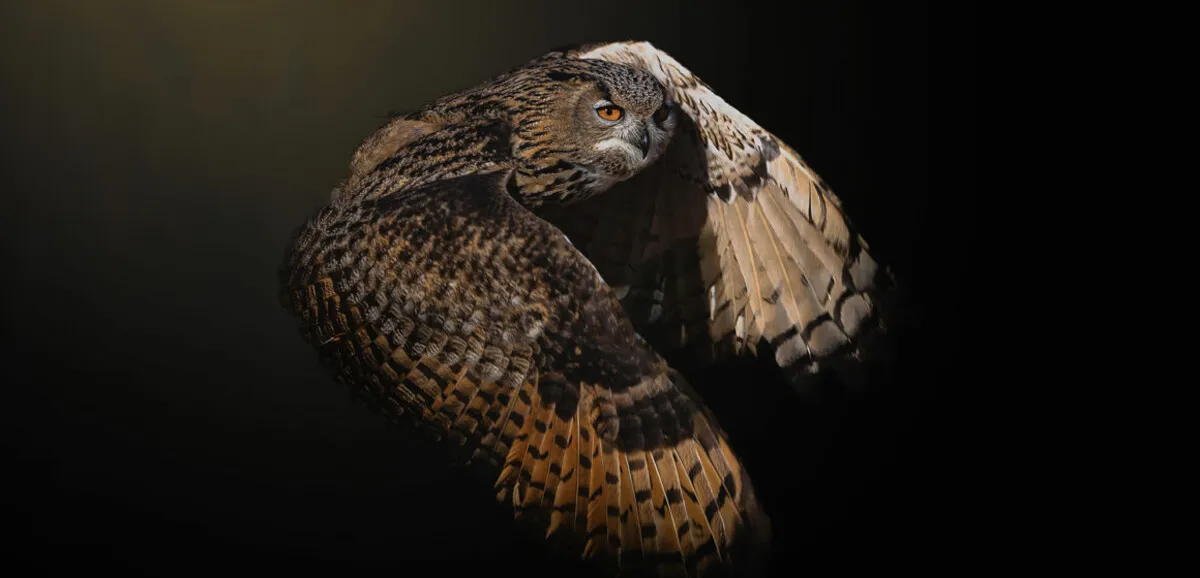 Exposition « Ombre et lumière »