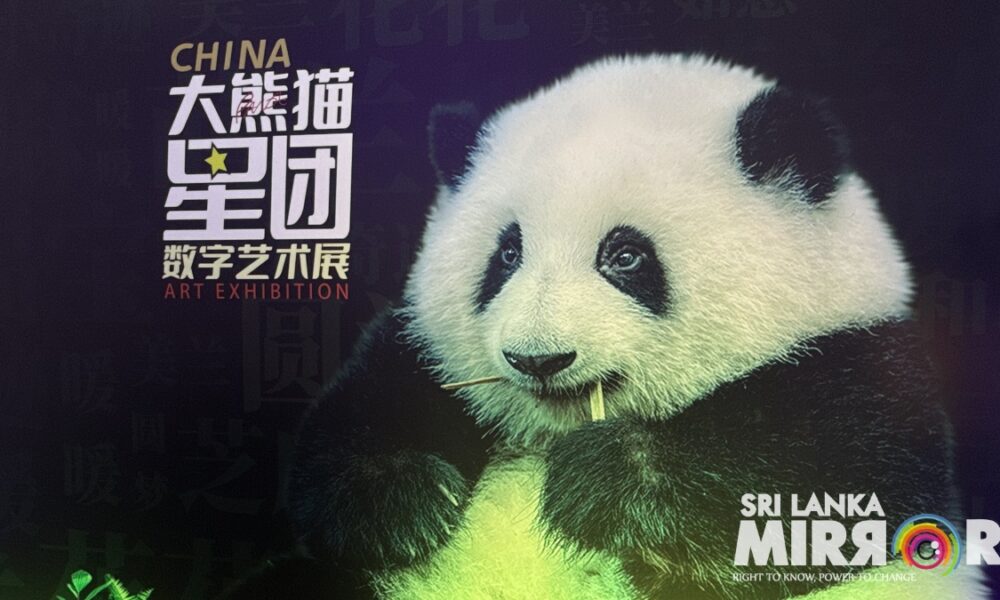 China Giant Panda Star Cluster Digital Art Exhibition