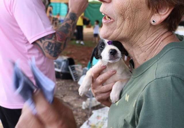 Feira de Adoção na Praça Bolívia
