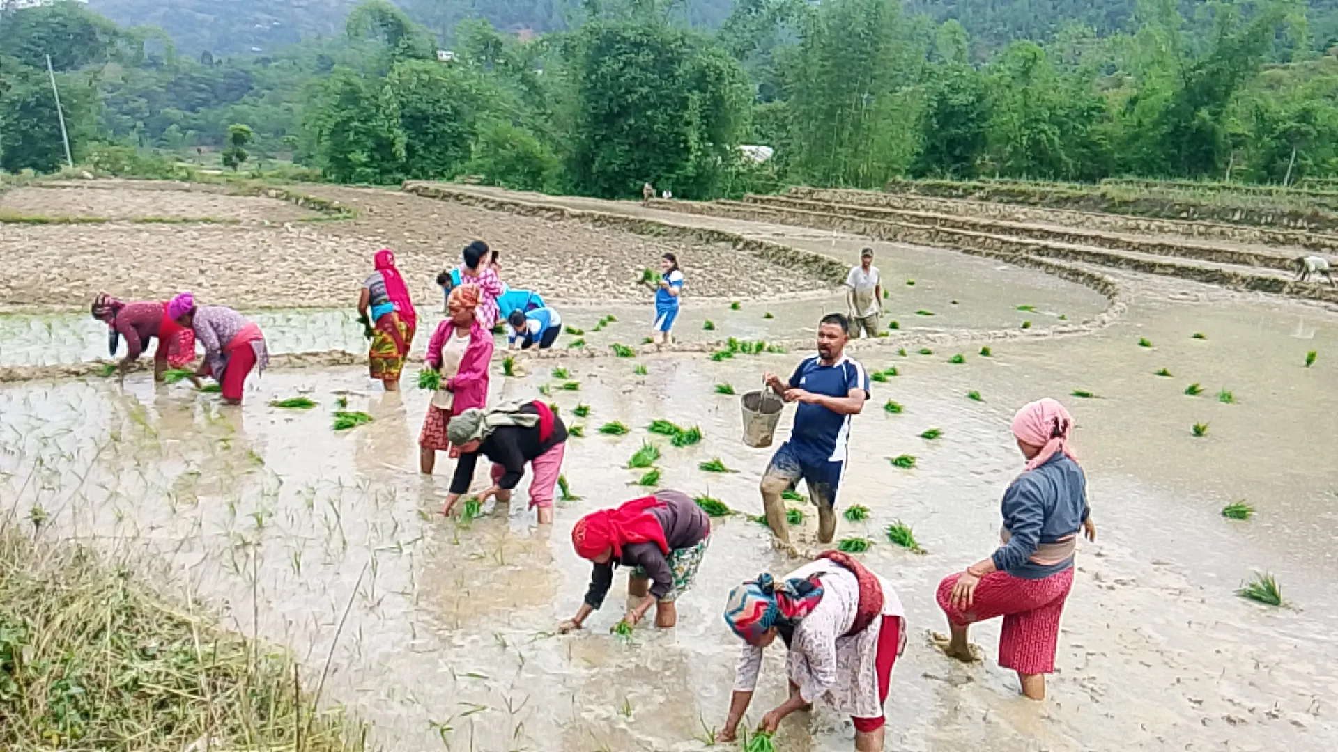२३औँ राष्ट्रिय धान दिवस तथा रोपाइँ महोत्सव