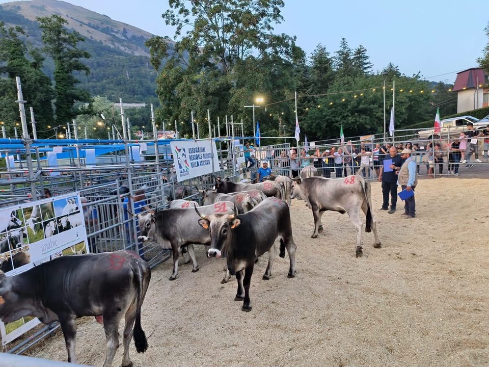 Mostra Nazionale dei bovini di razza Podolica