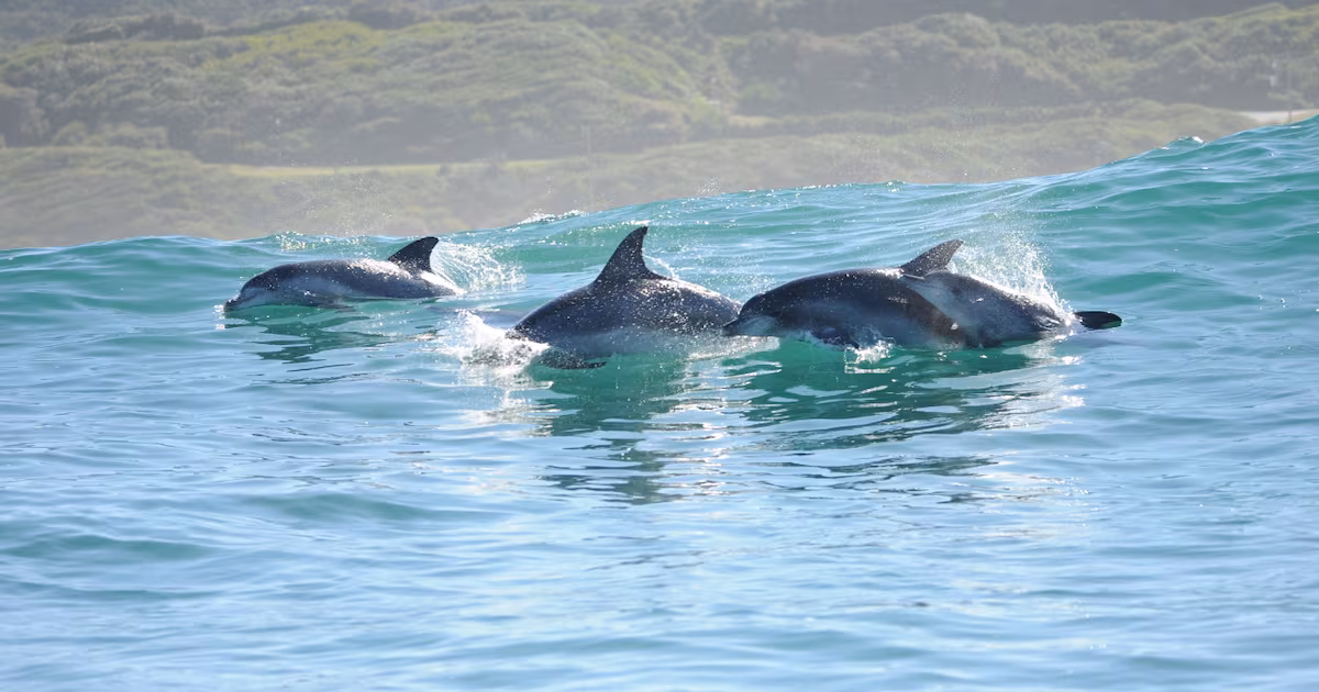 Plett Ocean Festival