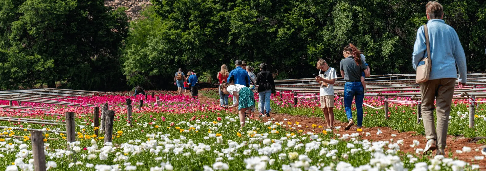 Petals with Purpose: Spring Festival