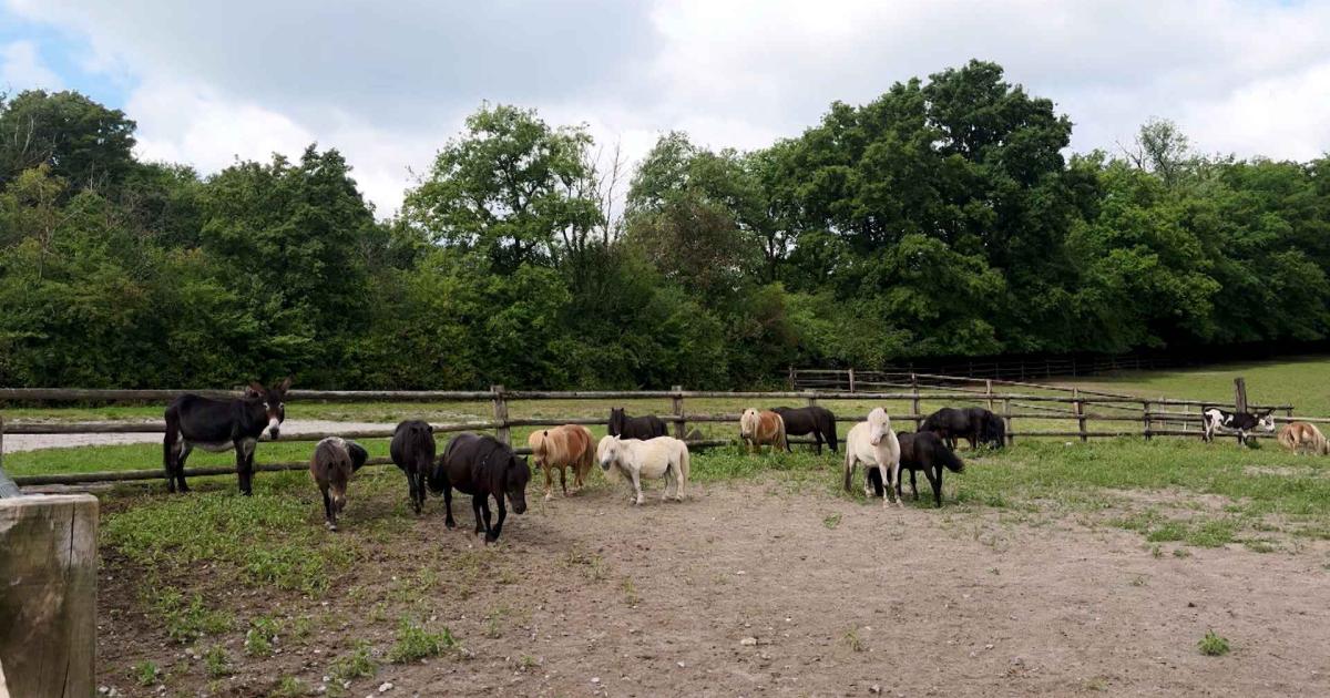 Grande fête annuelle de l'asbl 100 chevaux sur l'herbe