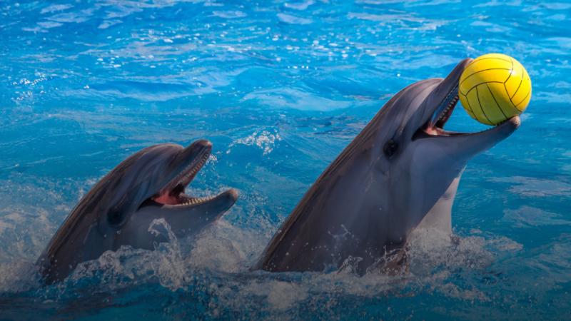 Dolphin show
