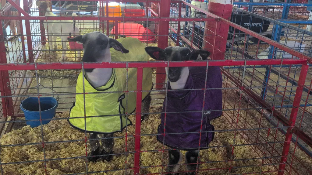 Morgan County Fair