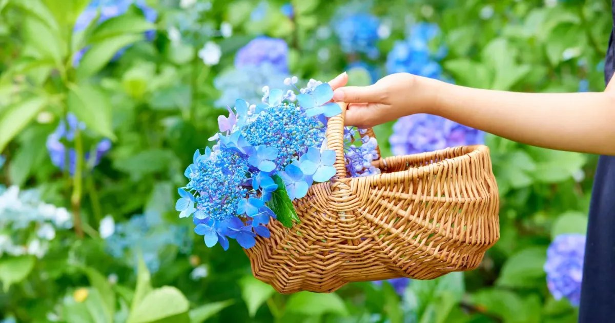 Hydrangea Festival at Gunma Flower Park 2026