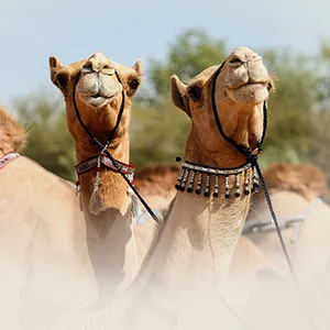 20th Al Dhafra Festival