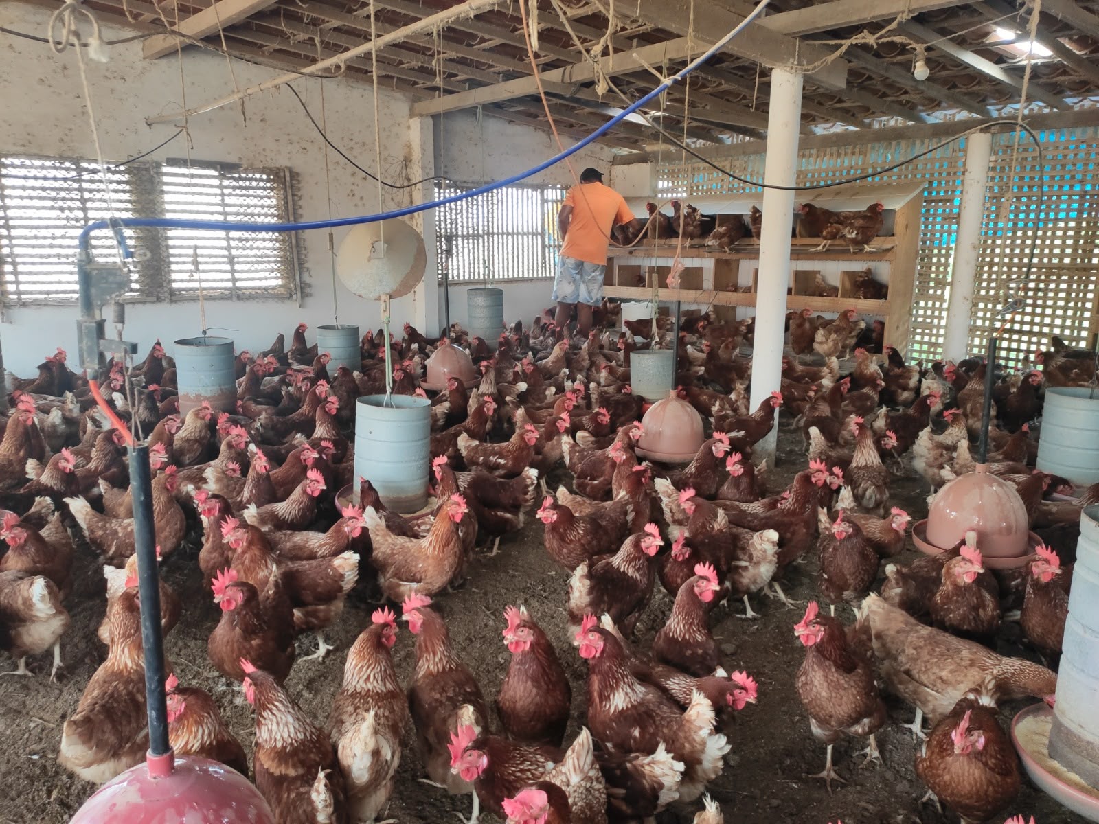 1ª Feira da Avicultura Caipira do Nordeste