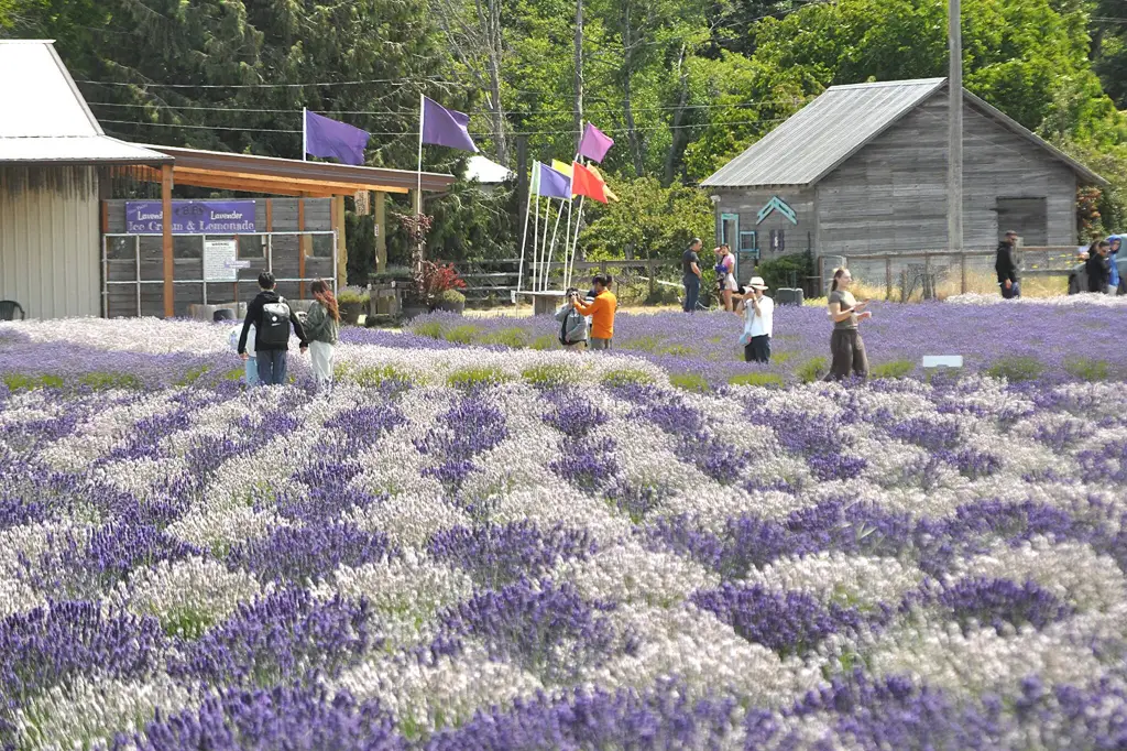 Sequim Lavender Festival