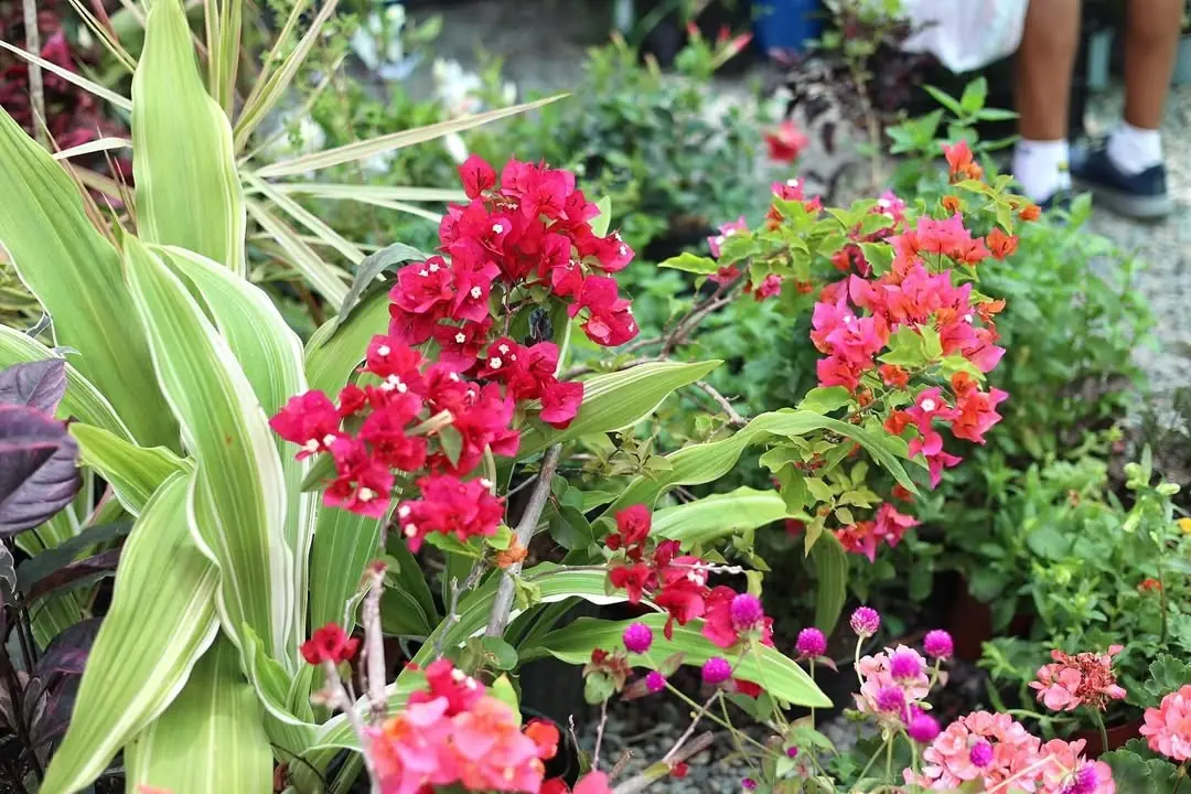 Festival de las Flores de Jarabacoa